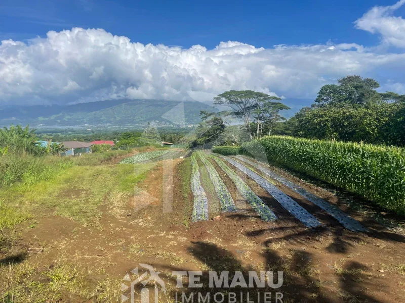 À vendre – Terrain sur Afaahiti 10 800m2 - temanuimmobilier.com