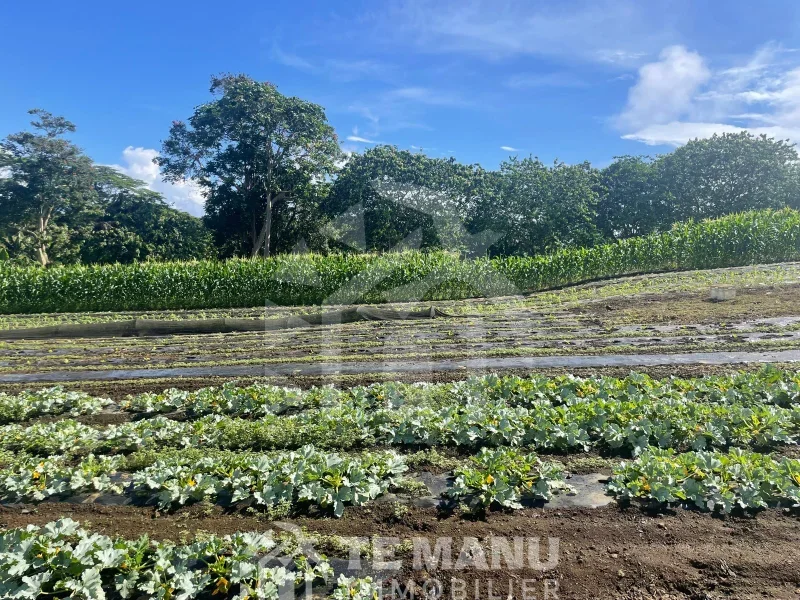 À vendre – Terrain sur Afaahiti 10 800m2 - temanuimmobilier.com