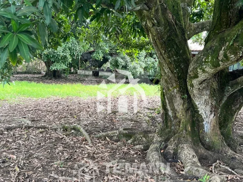 Papeari, Terrain Viabilisé de 4000m² - temanuimmobilier.com