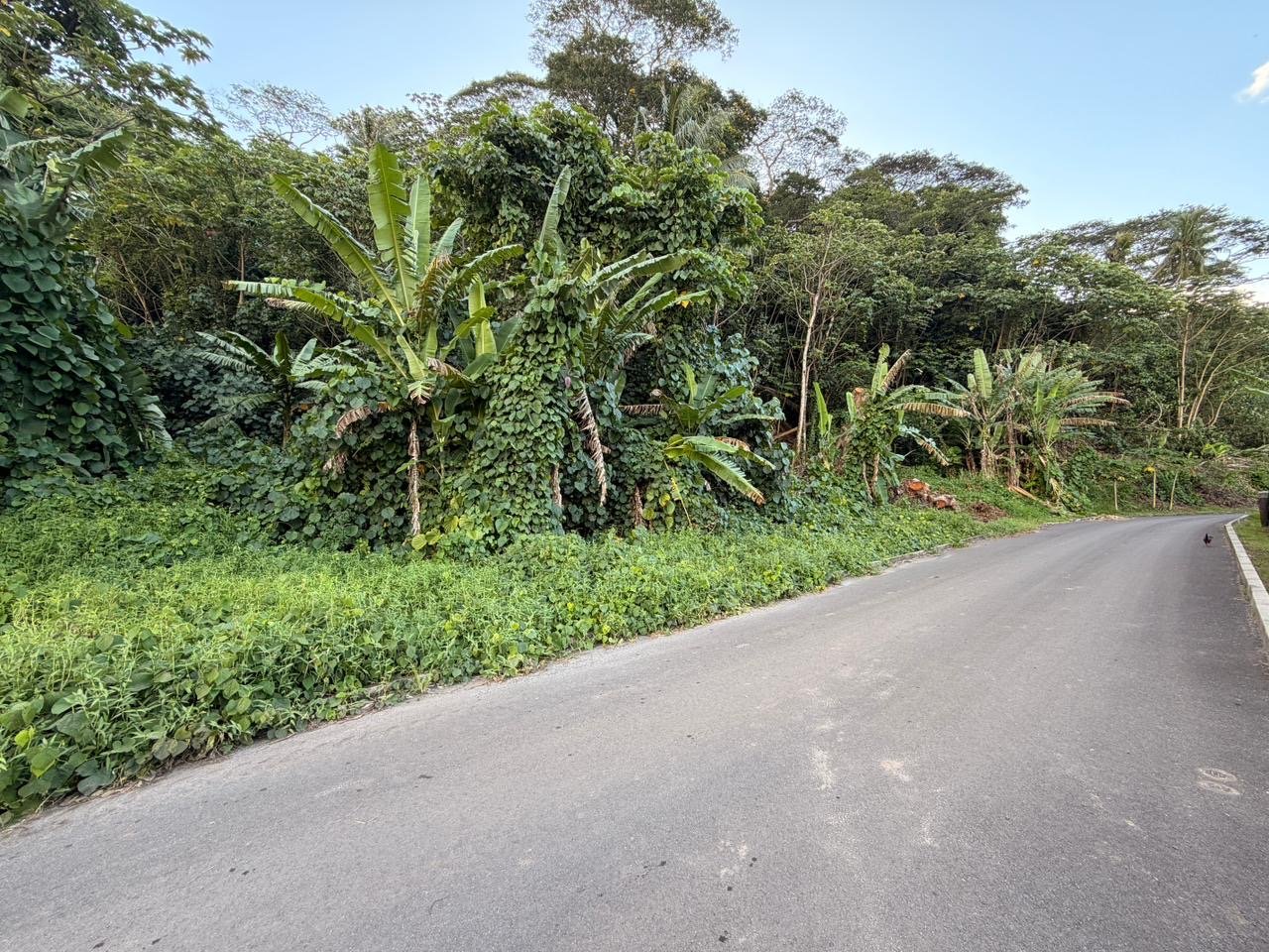 A vendre – 2 parcelles sur Raiatea d'un total de 10036m2