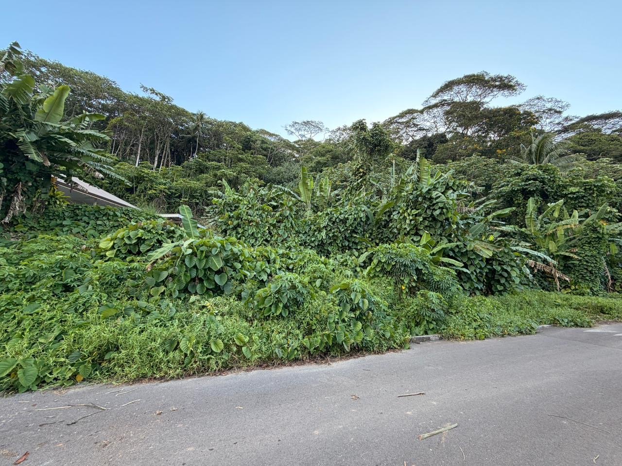 A vendre – 2 parcelles sur Raiatea d'un total de 10036m2 – Image 3
