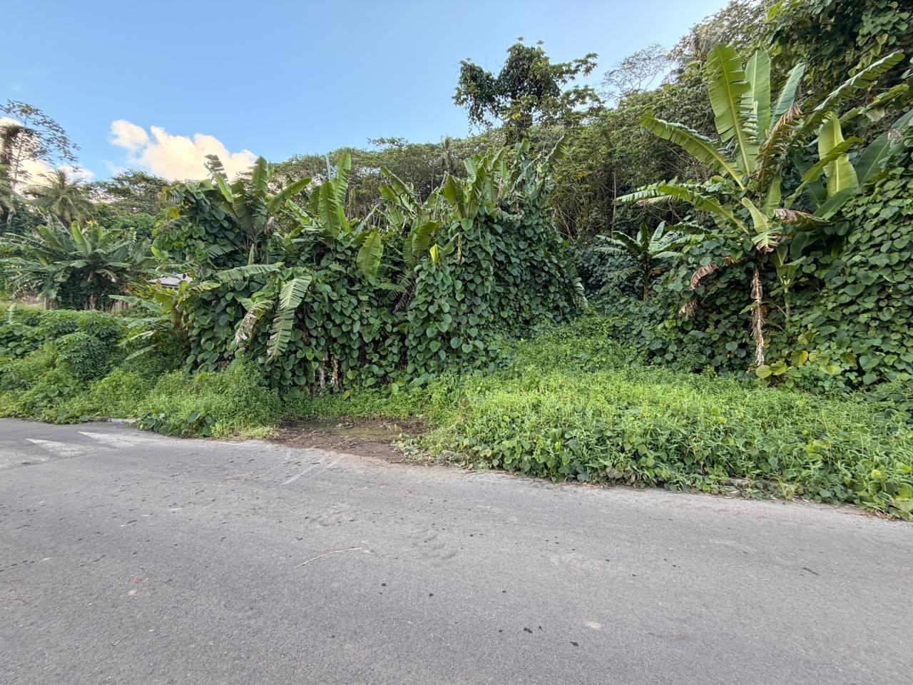 A vendre – 2 parcelles sur Raiatea d'un total de 10036m2 – Image 6