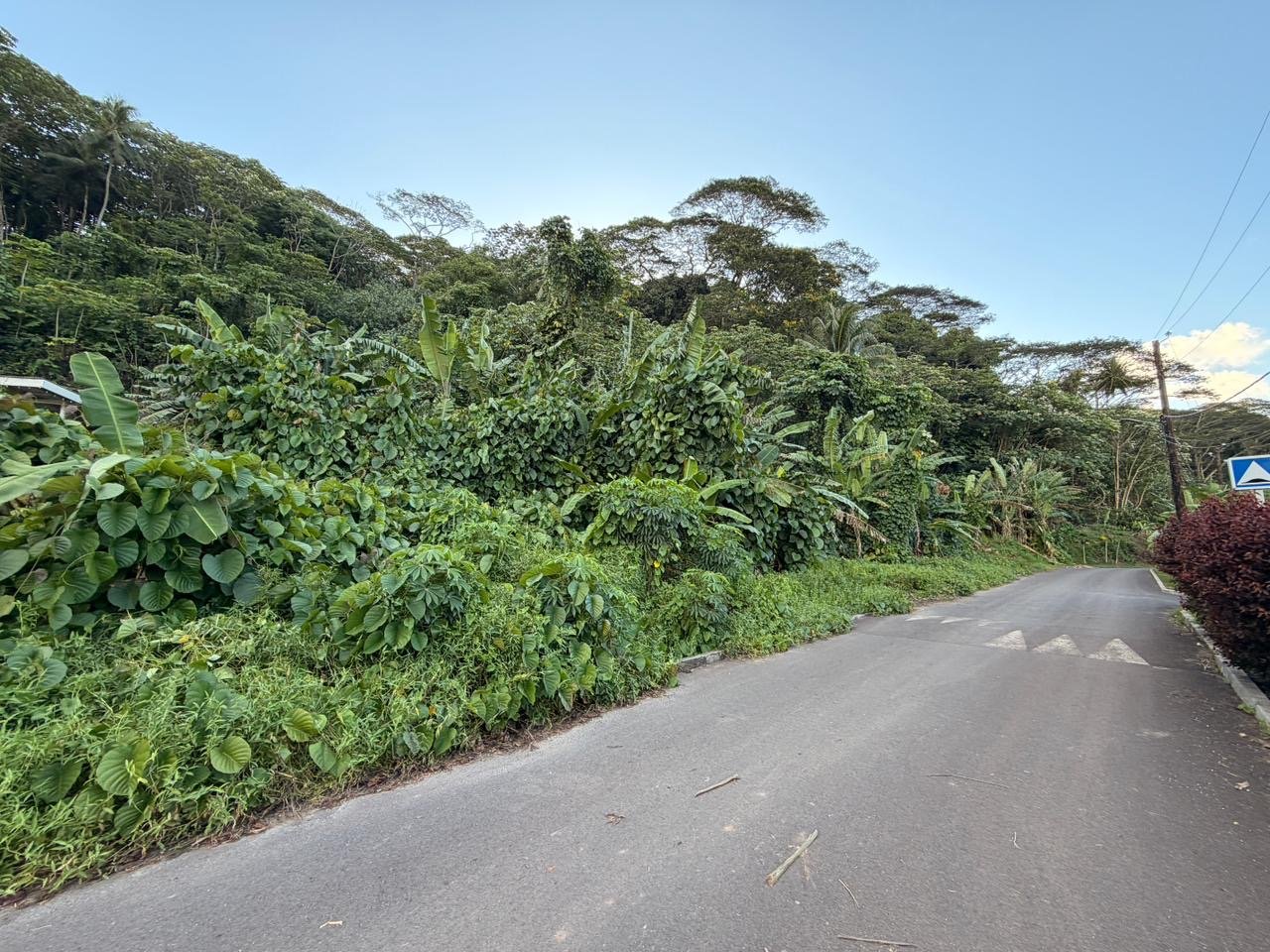 A vendre – 2 parcelles sur Raiatea d'un total de 10036m2 – Image 5
