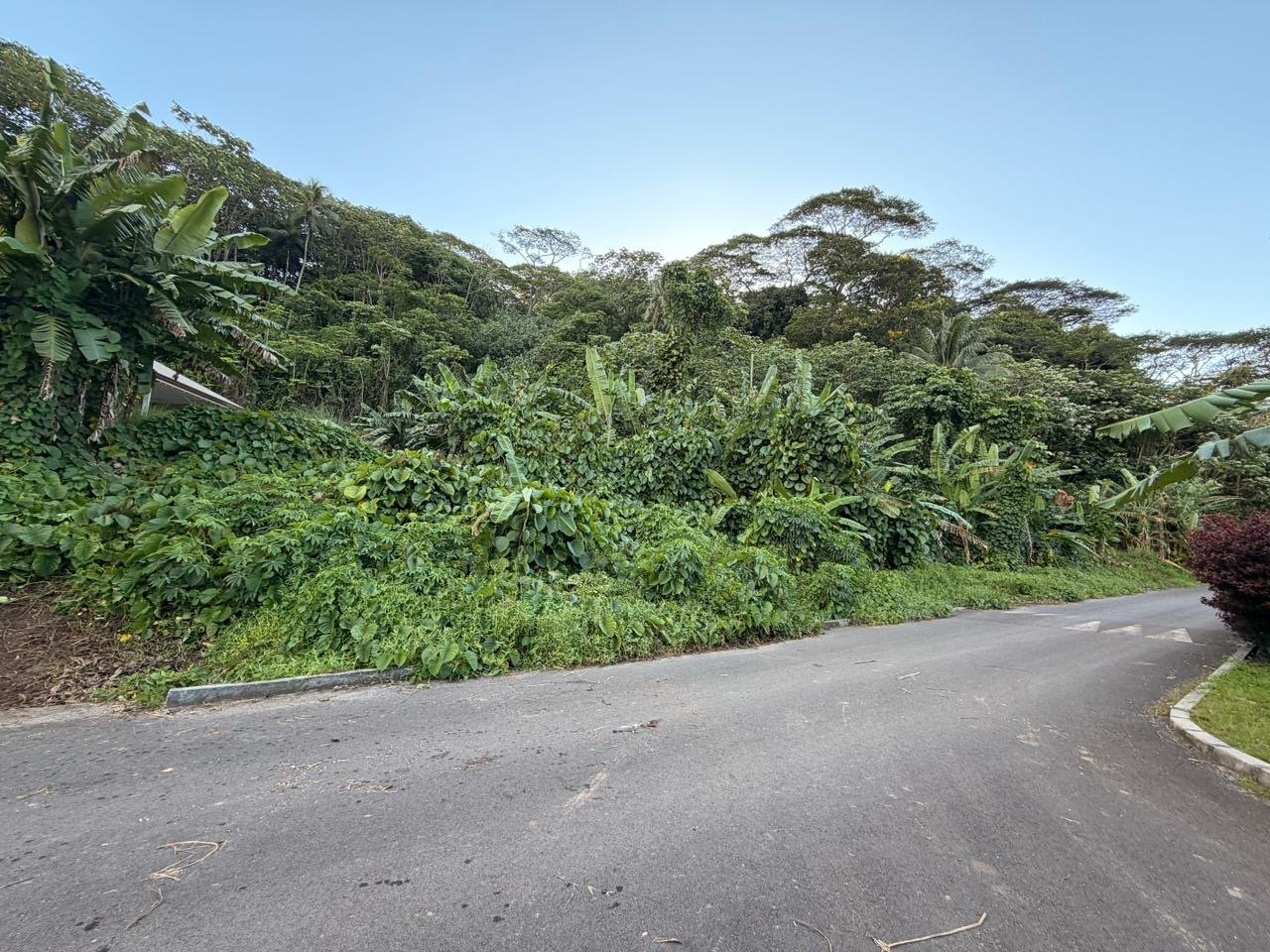 A vendre – 2 parcelles sur Raiatea d'un total de 10036m2 – Image 4