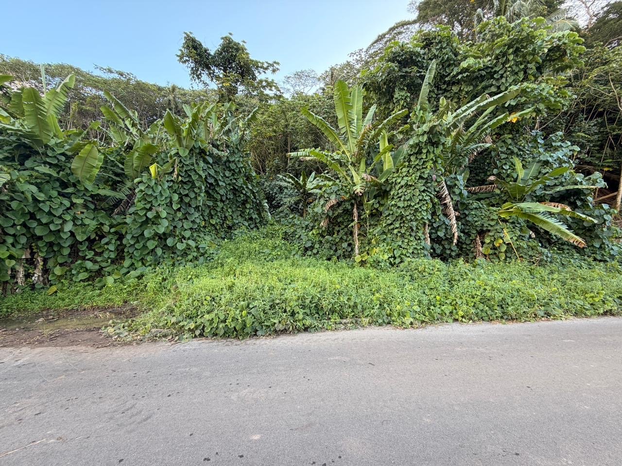 A vendre – 2 parcelles sur Raiatea d'un total de 10036m2 – Image 7