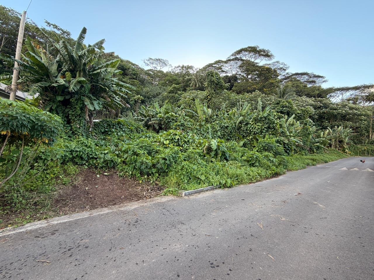 A vendre – 2 parcelles sur Raiatea d'un total de 10036m2 – Image 2